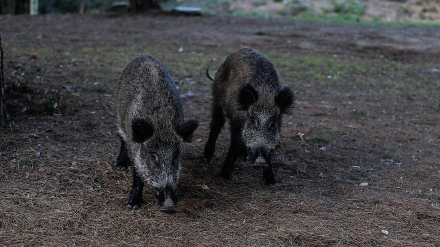 V Španiji po 31 letih znova potrdili afriško prašičjo kugo pri divjih prašičih