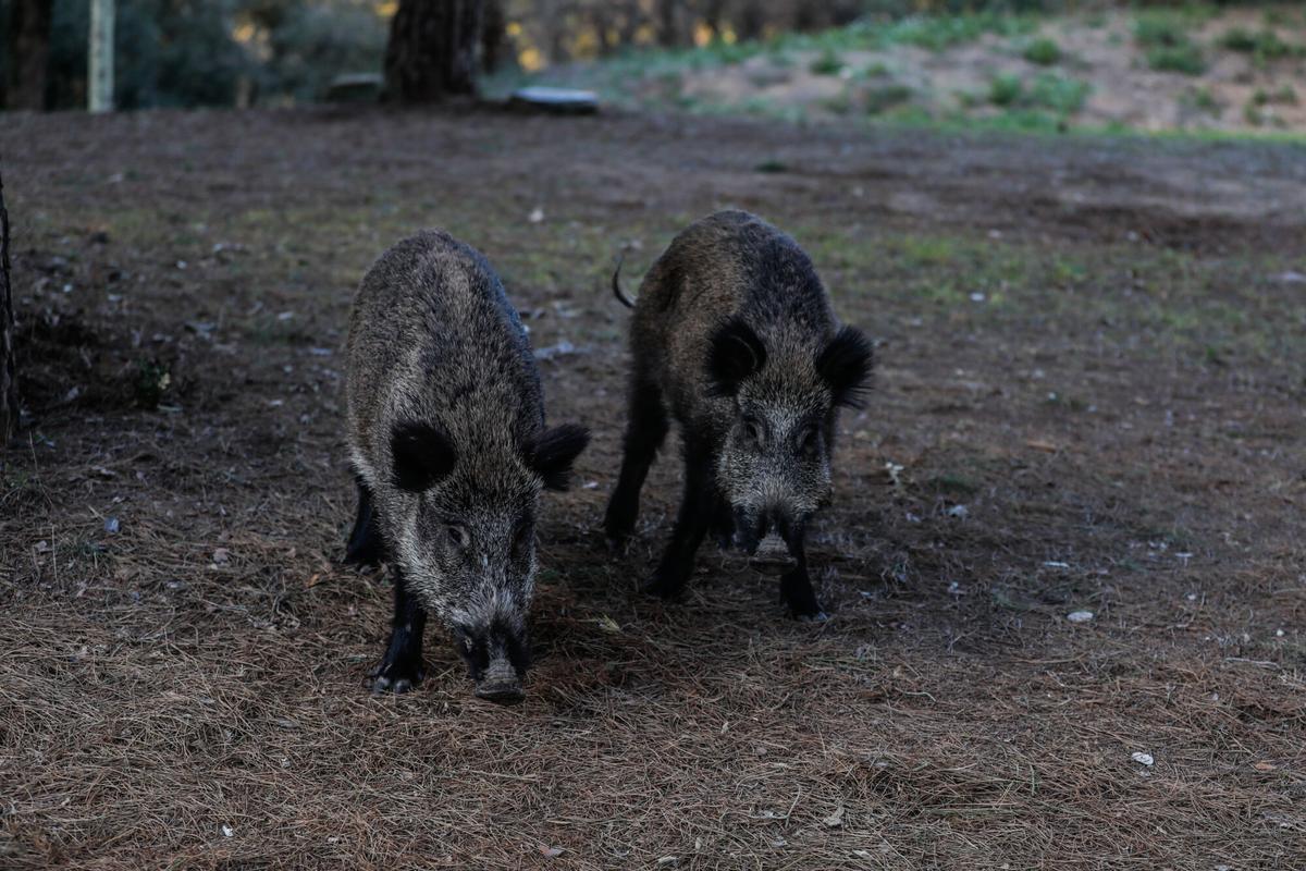 Confirmats dos casos de pesta porcina africana en senglars a prop del campus de la UAB