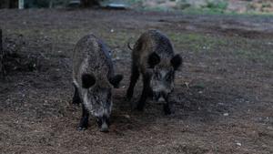 Confirmats dos casos de pesta porcina africana en senglars a prop del campus de la UAB