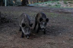 Granges de porcs confinades i exportacions bloquejades, aquestes són les conseqüències de la pesta porcina detectada a Catalunya