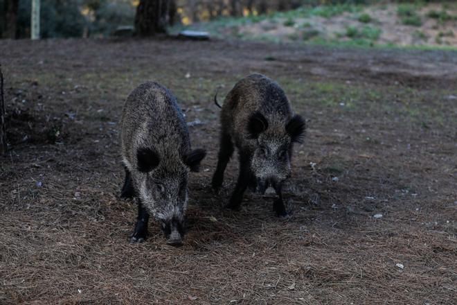 Granges de porcs confinades i exportacions bloquejades, aquestes són les conseqüències de la pesta porcina detectada a Catalunya