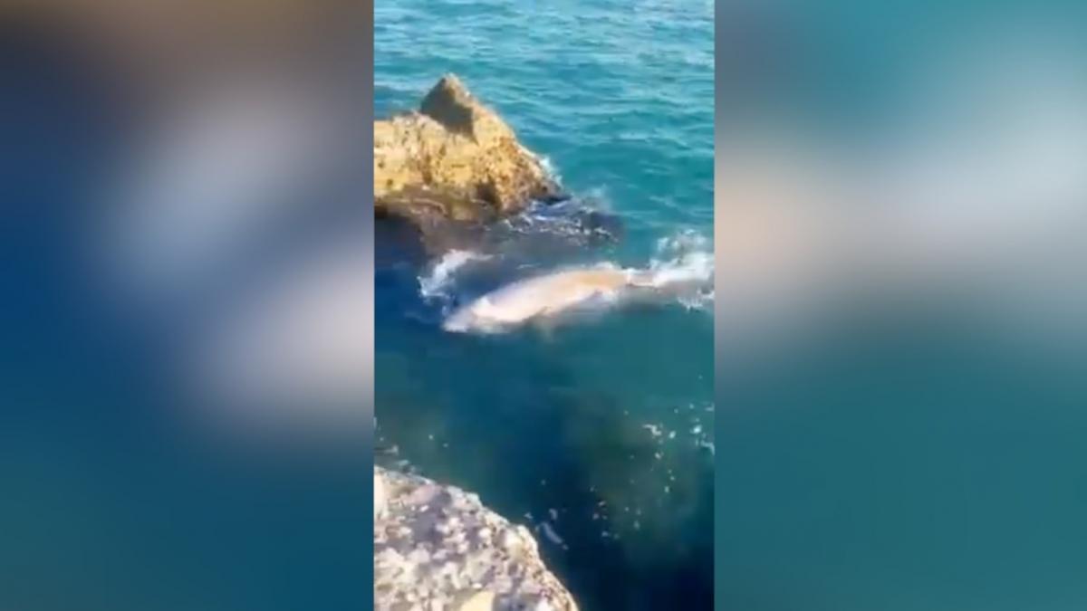 Avistan en Vinaròs un cetáceo que habita en las profundidades nadando en la superficie