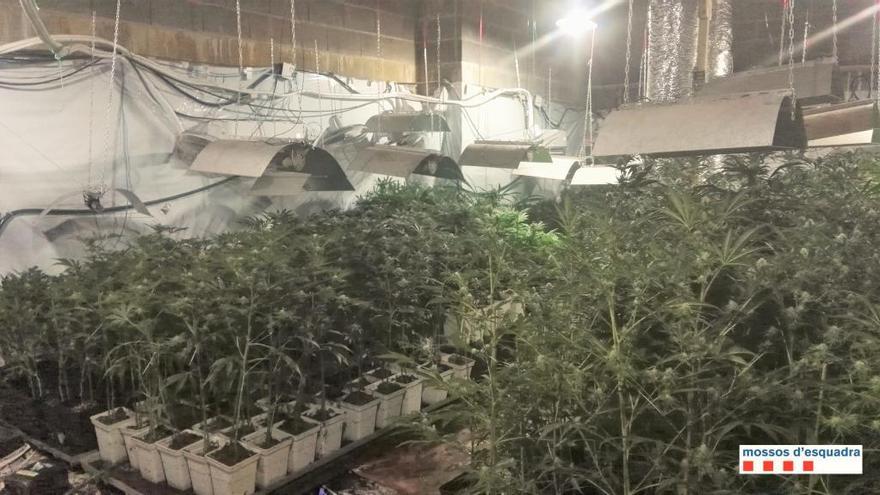 Imatge de la plantació de marihuana descoberta a Piera