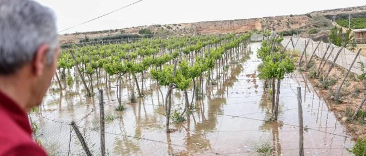 Llegada del agua del trasvase a un campo de la Vega Baja el pasado mes de abril.