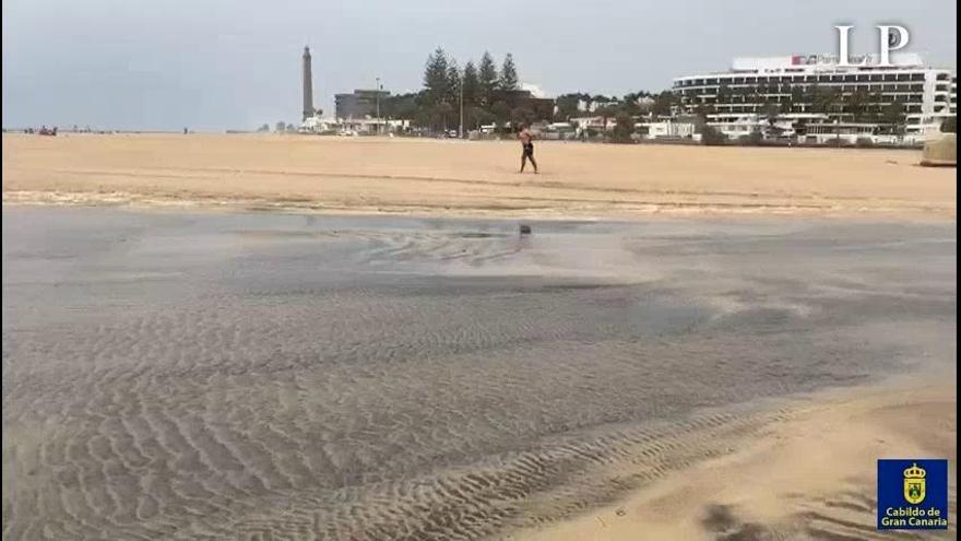 Un canal provisional permitirá que las mareas del Pino renueven el agua de la Charca de Maspalomas