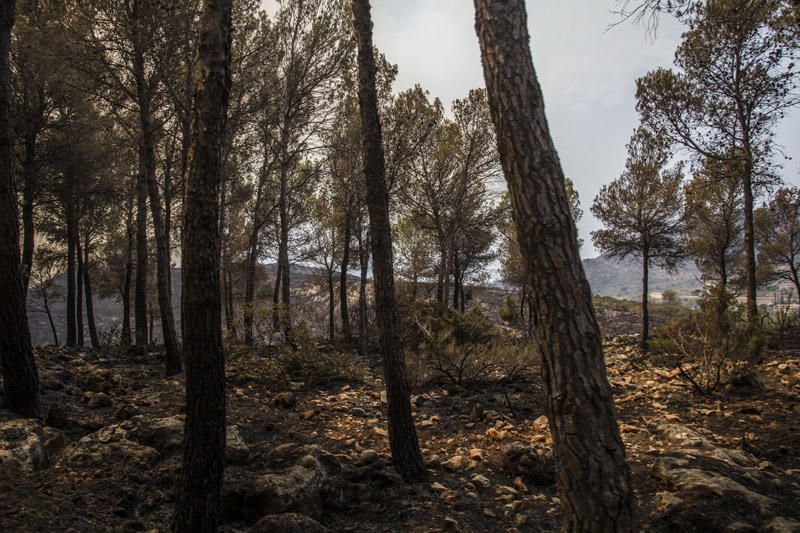 El paraje de El Surar, arrasado por el incendio