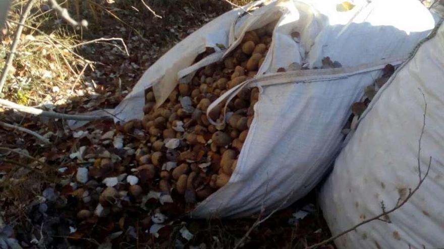 Patatas en sacas sin protección en una parcela del Bajo Duero, en la provincia de Zamora.