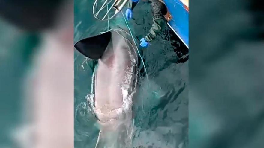 Unos marineros atrapan por accidente a un gran tiburón en aguas gallegas