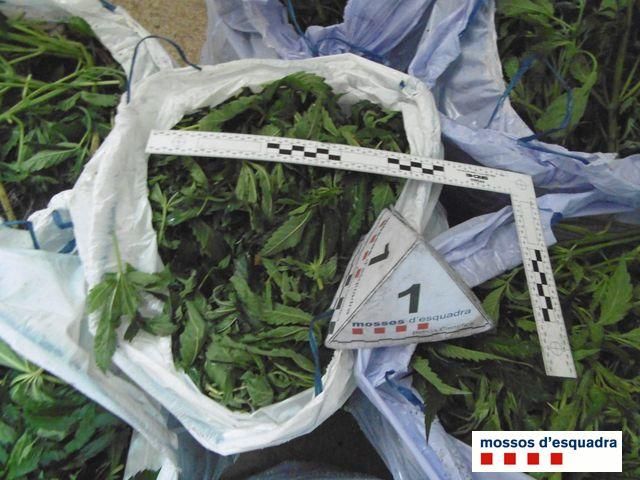 Plantació de marihuana en una casa de Biure