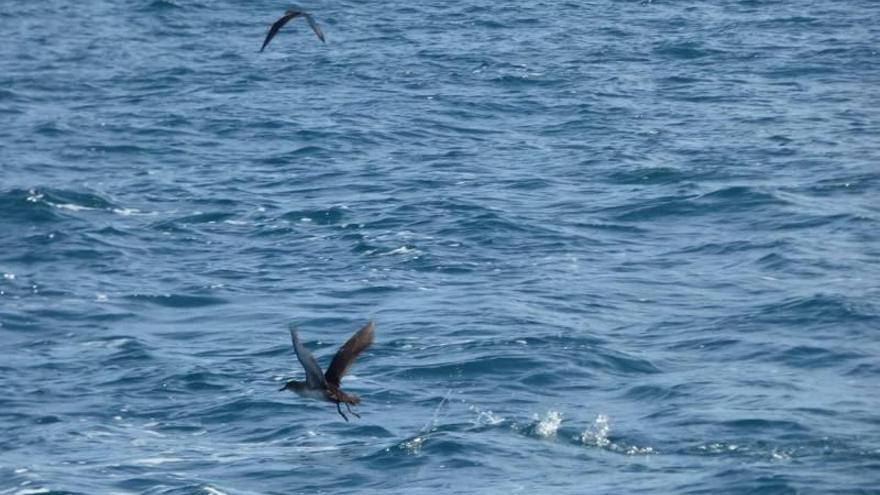 Observan en el Millars 75 pardelas baleares, la aves marinas más amenazadas