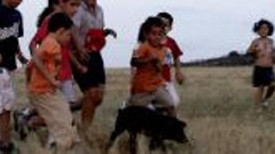 Carrera de cerdos en San Marquino