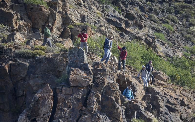 26/05/2018 TASARTICO, ALDEA DE SAN NICOLAS.  Apañada de cabras en la zona de Güi Güi, organizada por el Cabildo de Gran Canaria y  con la colaboración de distintos colectivos. FOTO: J. PÉREZ CURBELO  | 26/05/2018 | Fotógrafo: José Pérez Curbelo