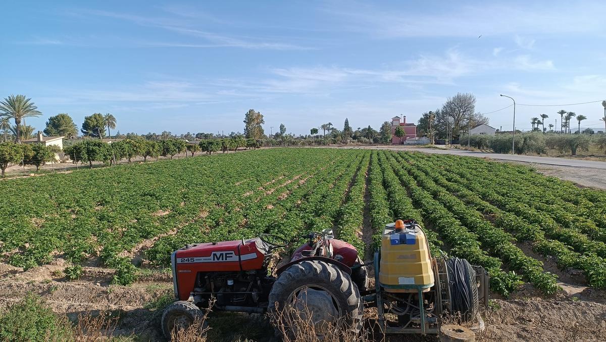Un tractor junto a una plantación de patatas en Elche.
