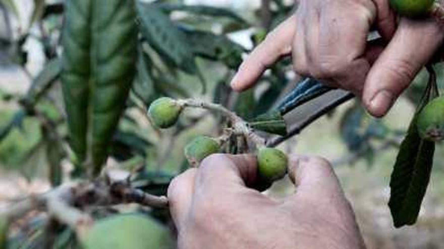 El pedrisco causó daños en los frutos.