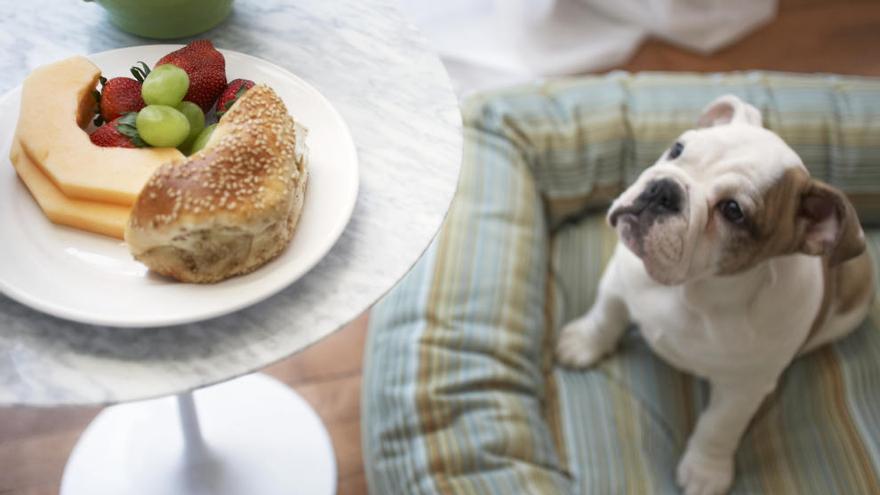 Los alimentos que no pueden comer los animales.