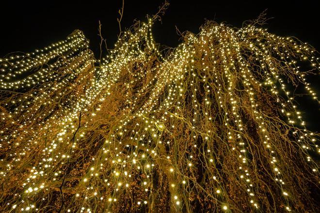 Las luces del Real Jardín Botánico