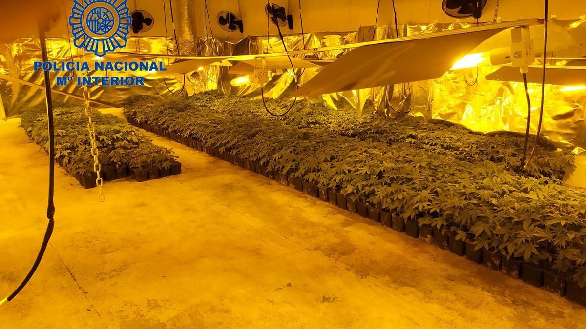 Desarticulada una plantación de marihuana junto a un colegio y un punto de venta de &#039;telecoca&#039;