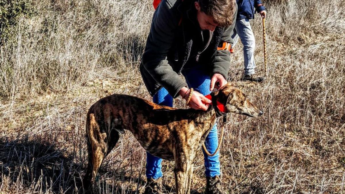 Rezungón, campeón de la Copa Zamora de Galgos - La Opinión de Zamora