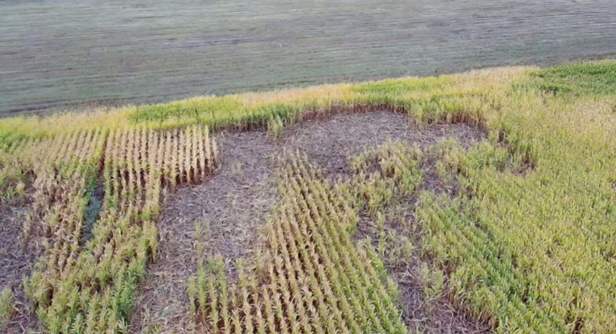 &quot;La fauna salvaje nos echa de los pueblos&quot;