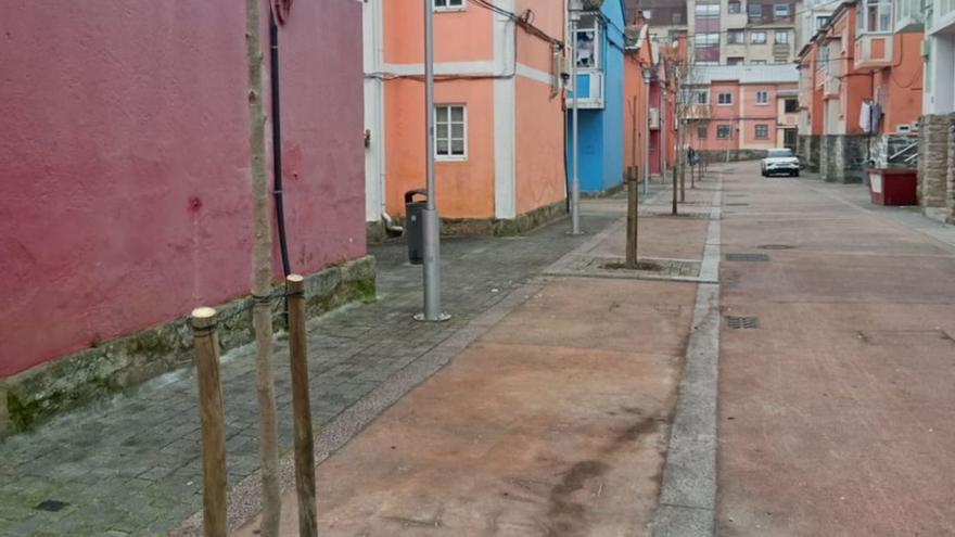 Nuevas magnolias lucirán en la calle Rafael Dieste y en el barrio de Os Salgueiriños