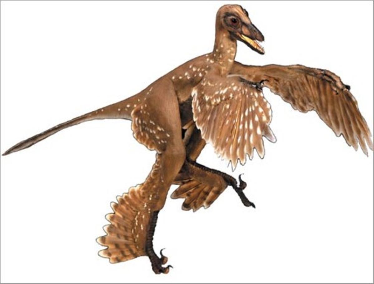 El ’sinornithosaurus’. El ’sinornithosaurus’.