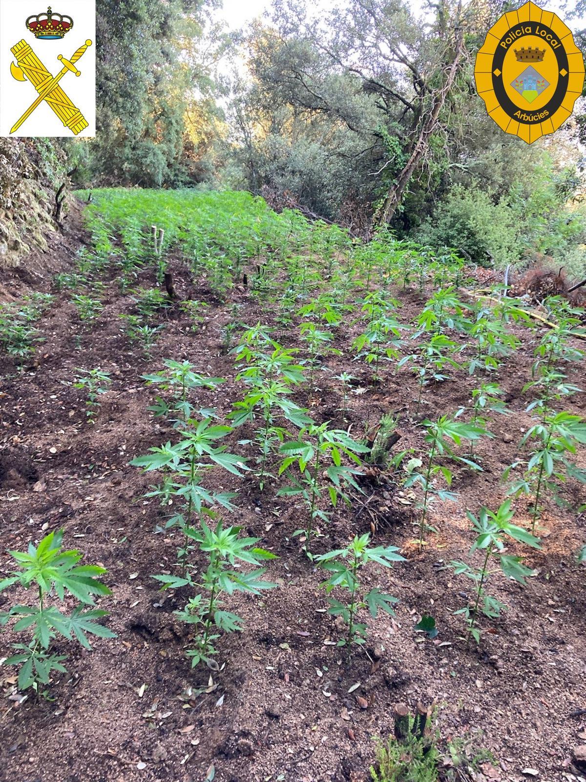 Una de les plantacions de marihuana Una de les plantacions de marihuana
