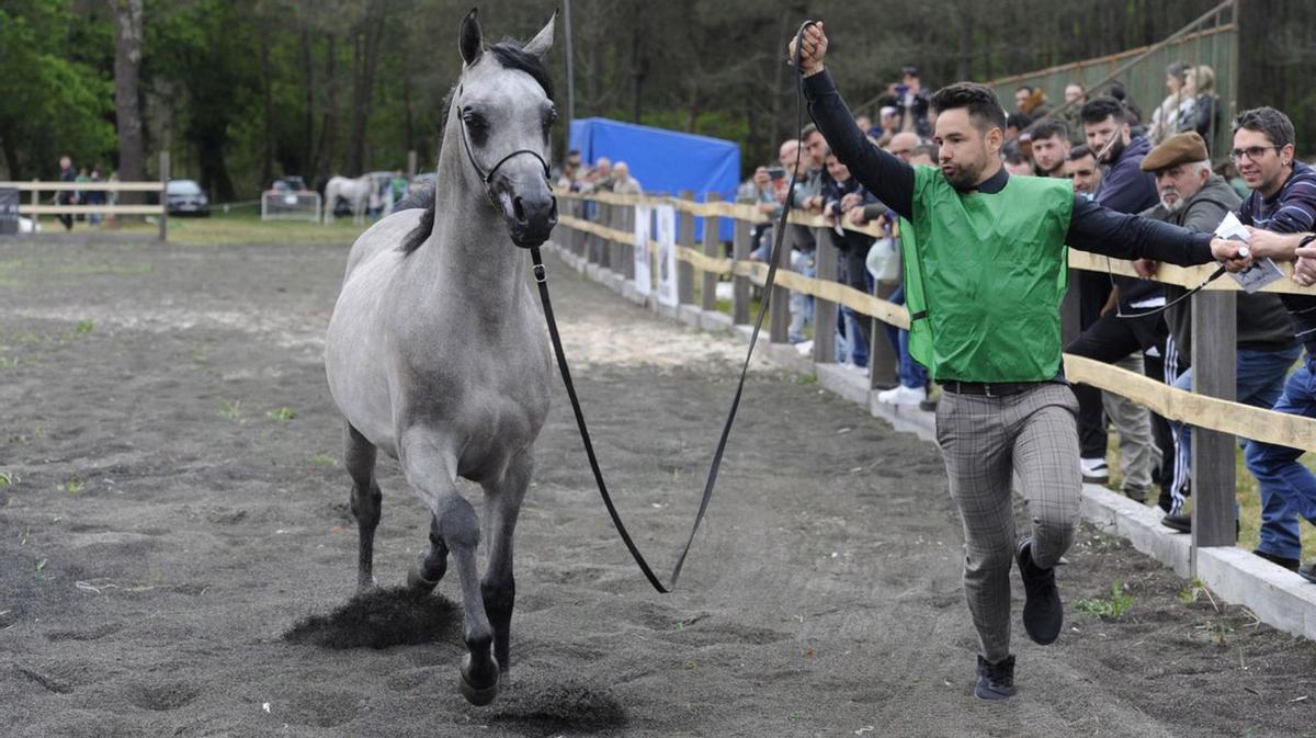 La Feira de Pascua arranca en A Estrada con los caballos de pura raza árabe