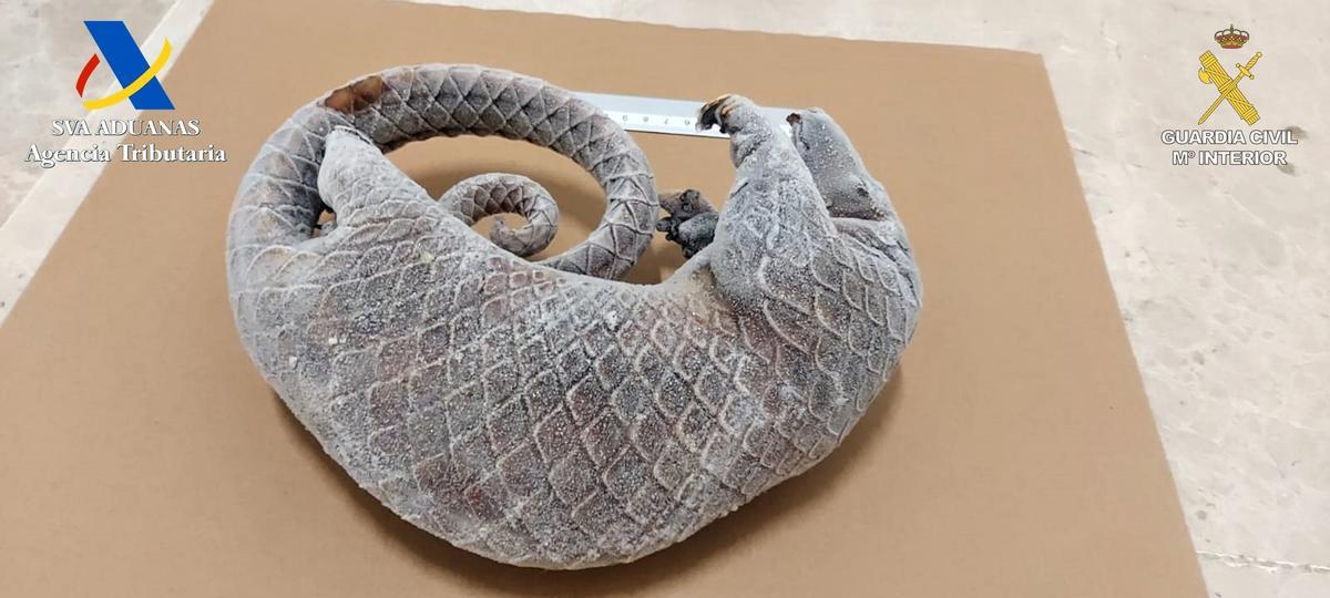 El ejemplar de pangolín incautado en Manises