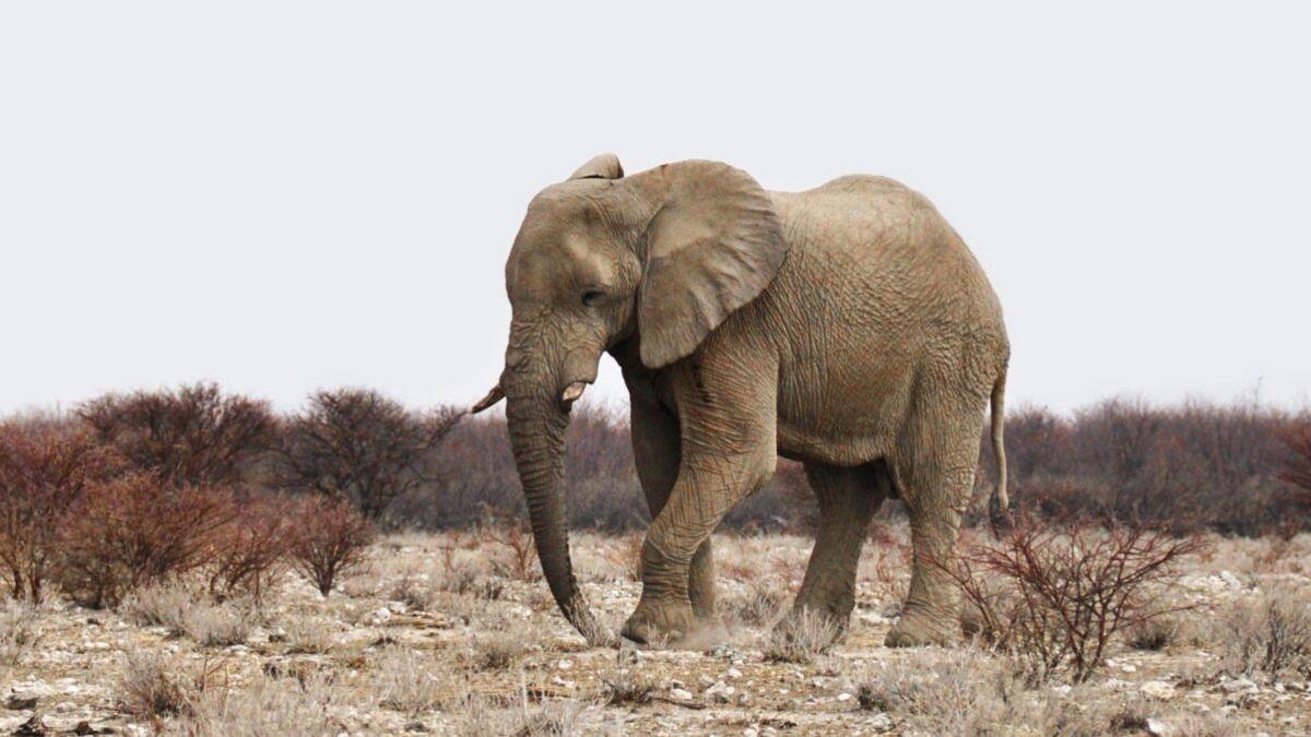 Los elefantes ya nacen sin colmillos en África para evitar ser cazados