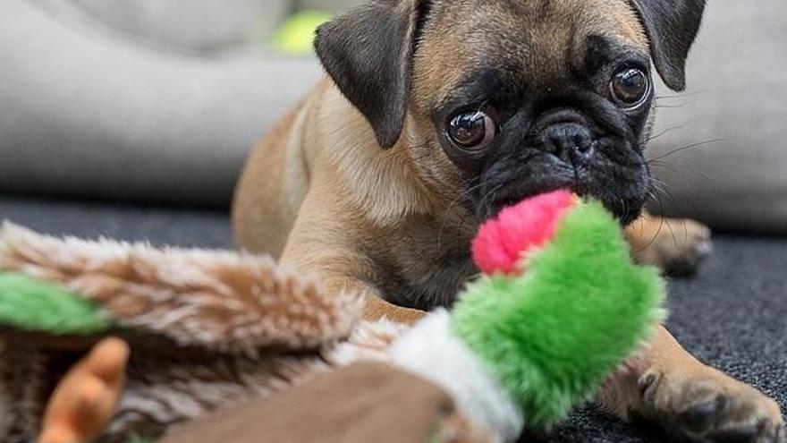 Regalos navideños para mi mascota