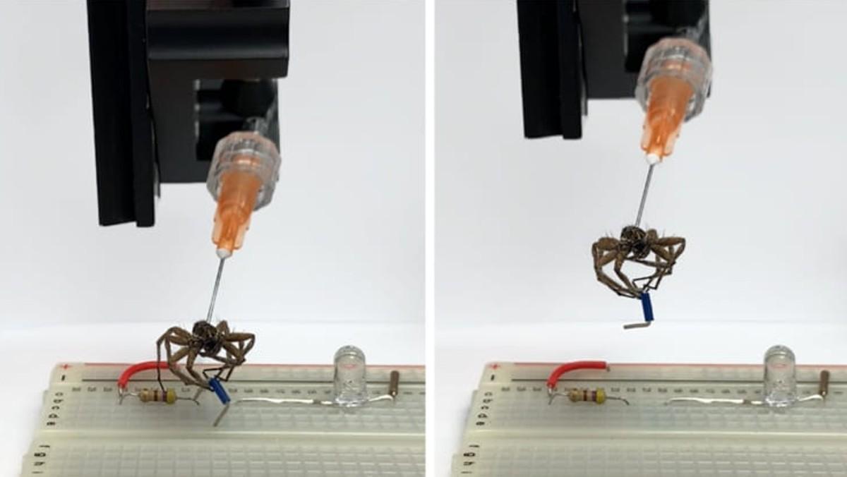L’era dels necrobots: així són les aranyes mortes reconvertides en ganxos mecànics