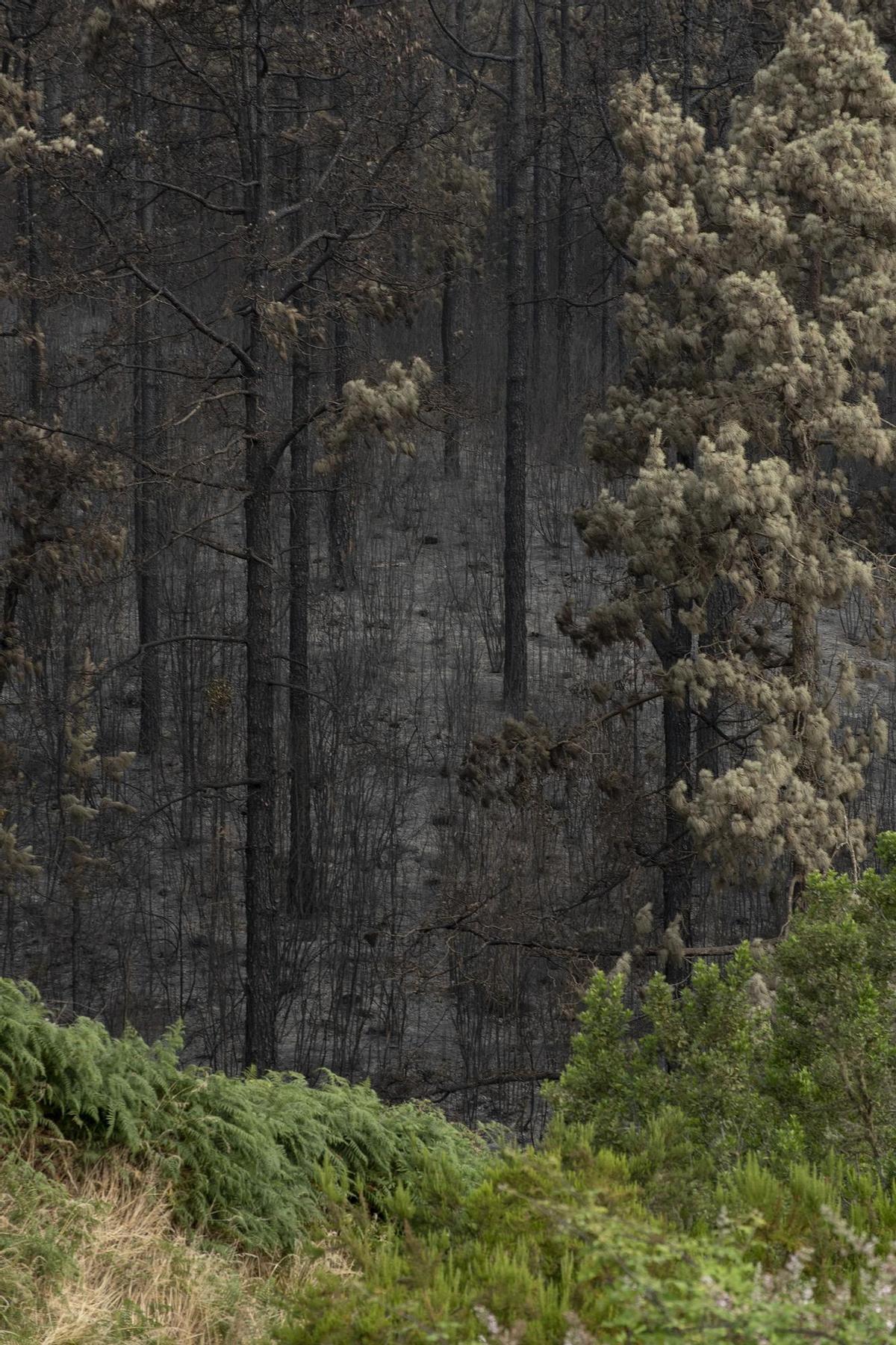 Vegetación afectada por el incendio forestal en el norte de Tenerife, a 24 de julio de 2022, en Tenerife, Santa Cruz de Tenerife, Canarias, (España).  El incendio forestal que se declaró el pasado 21 de julio en el norte de Tenerife y que afecta a cinco m