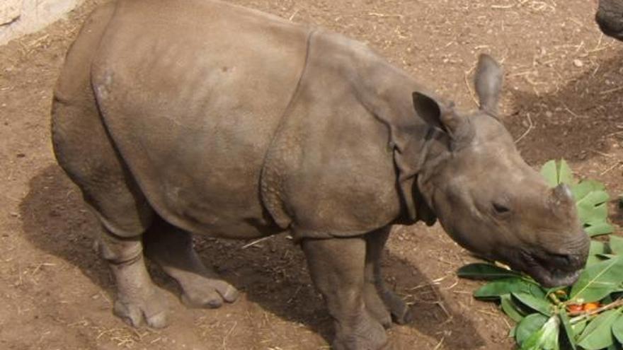 El rinoceronte indio de Terra Natura se traslada a Irlanda