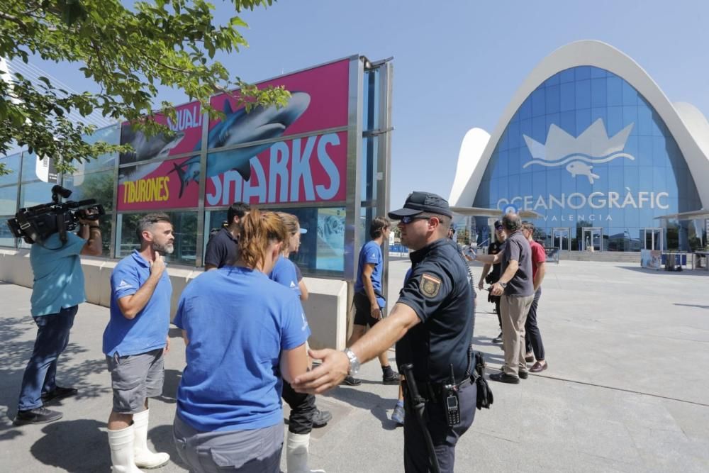 Incendio en l'Oceanogràfic de València