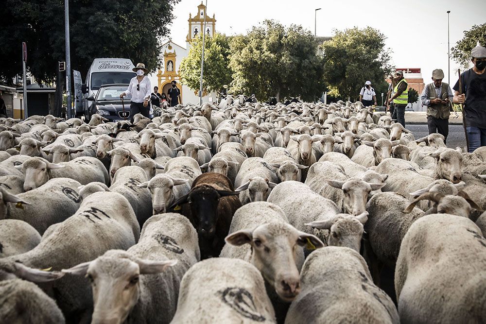 Los últimos trashumantes