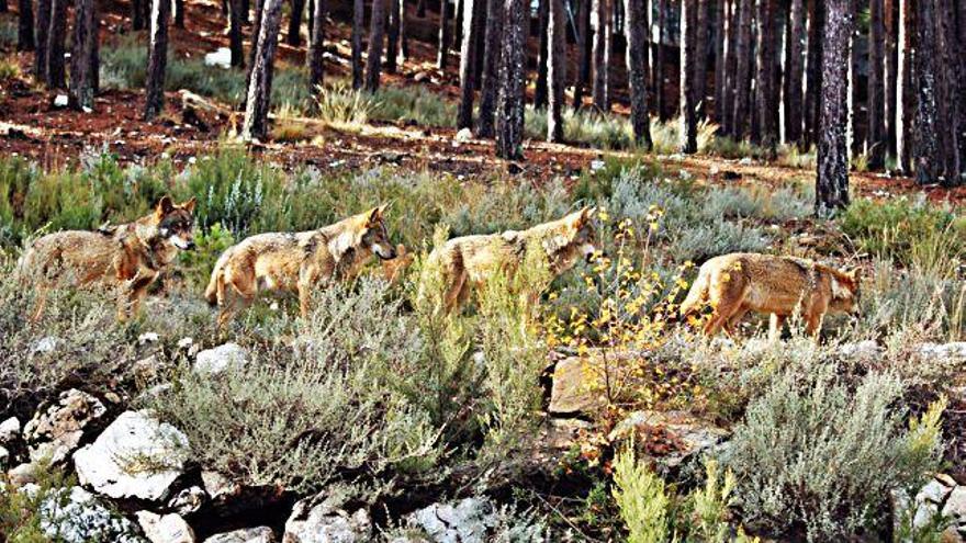 Una manada de lobos ibéricos.