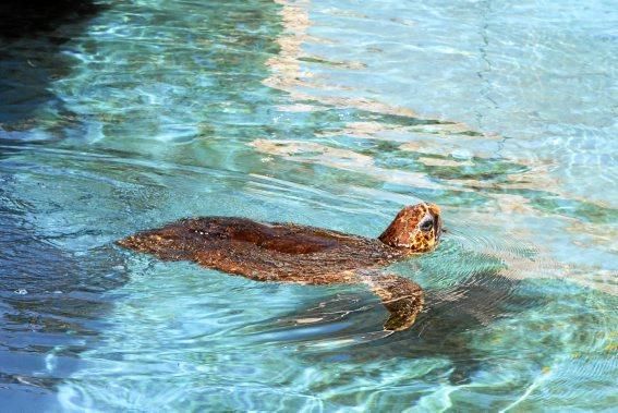 Schwer verletzt kam die Schildkröte zur Pflegestation im Palma Aquarium. Knapp ein Jahr später steht sie kurz vor der Freilassung.