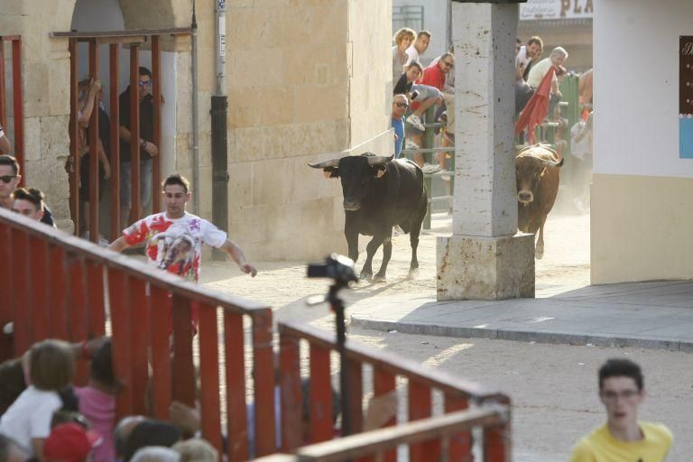 Encierro urbano en Fuentesaúco.