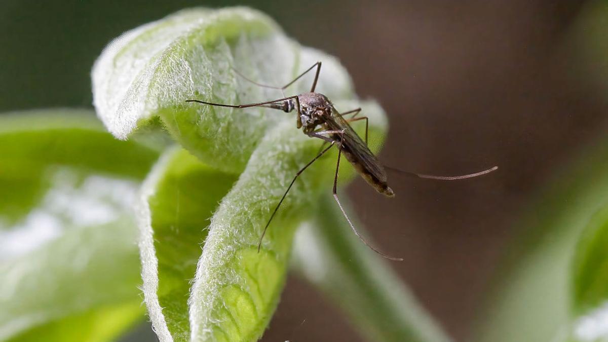 Por qué no debes rascarte las picaduras de mosquito