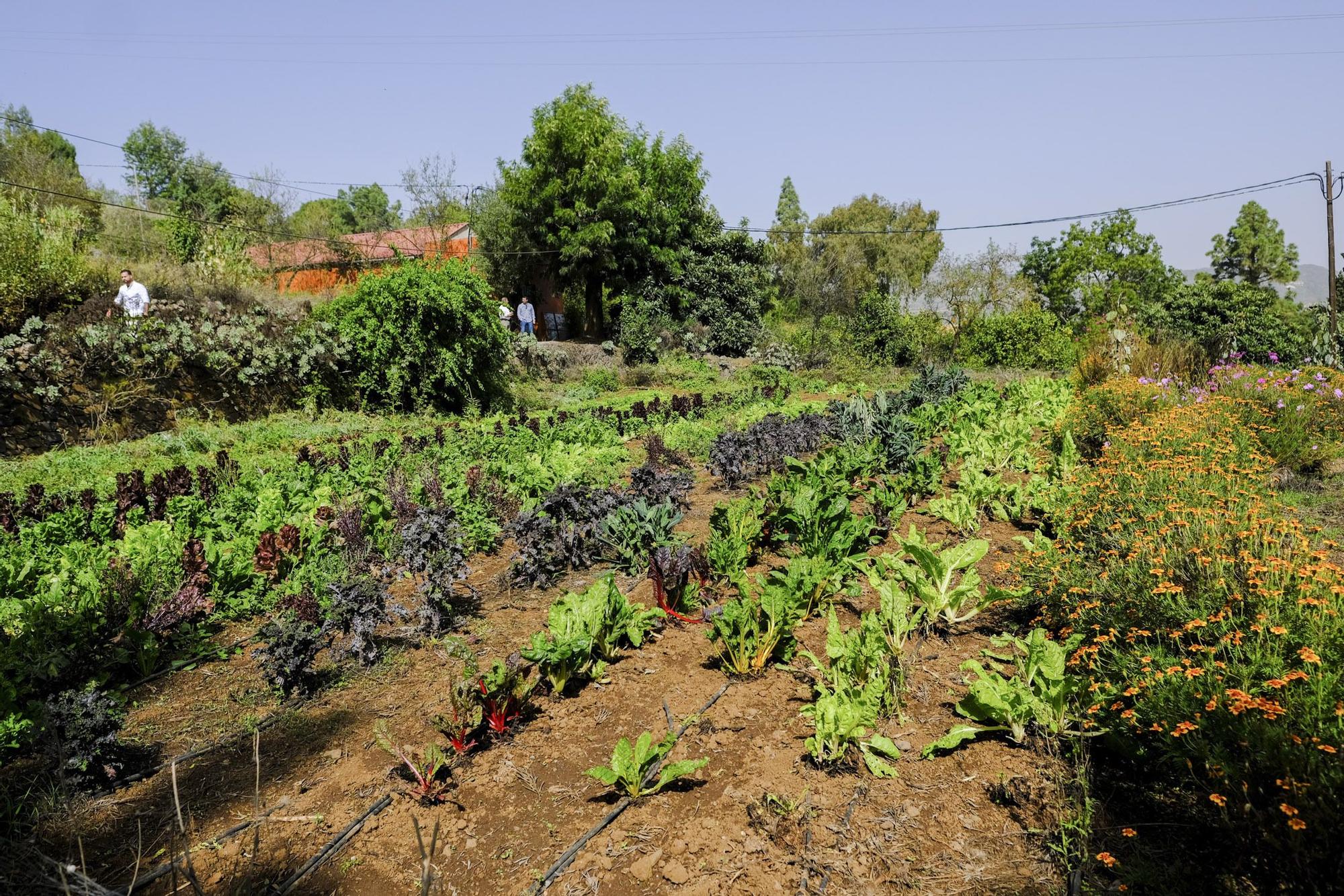 Visita a Ecohuerta Canaria