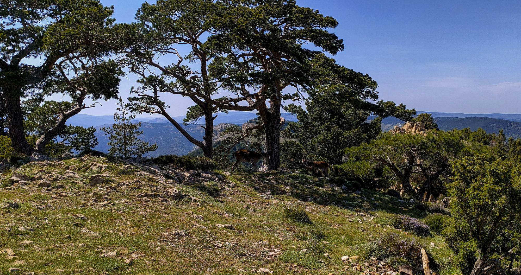 Subida al Penyagolosa: inmenso y colosal