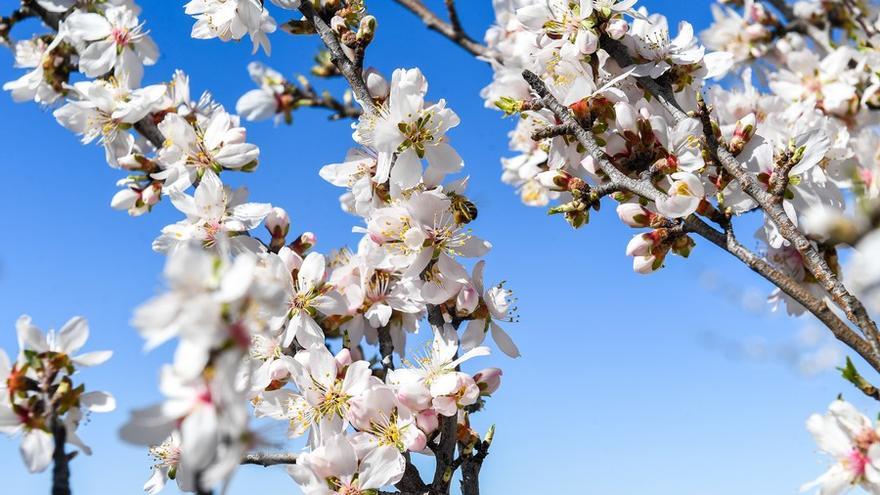 Almendros en flor en la Cumbre de Gran Canaria