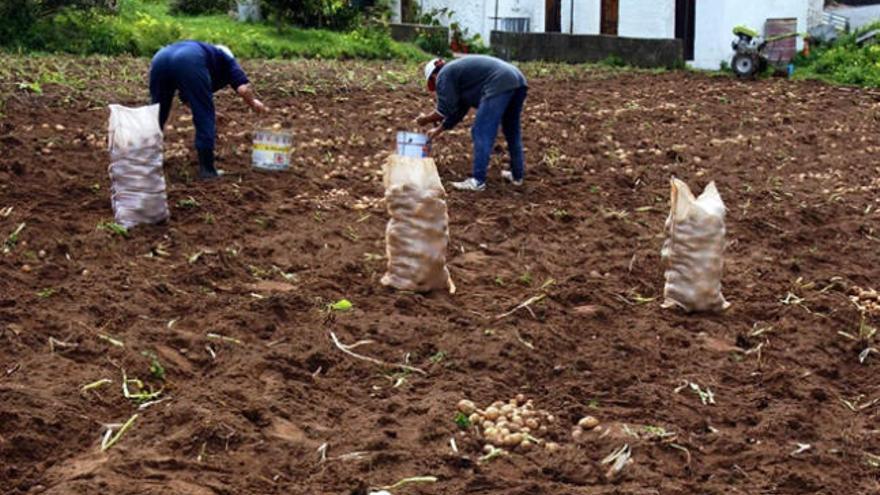 Recogida de papas en una finca de San Mateo.