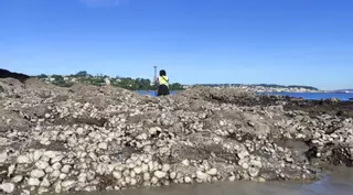 La ostra japonesa coloniza Galicia
