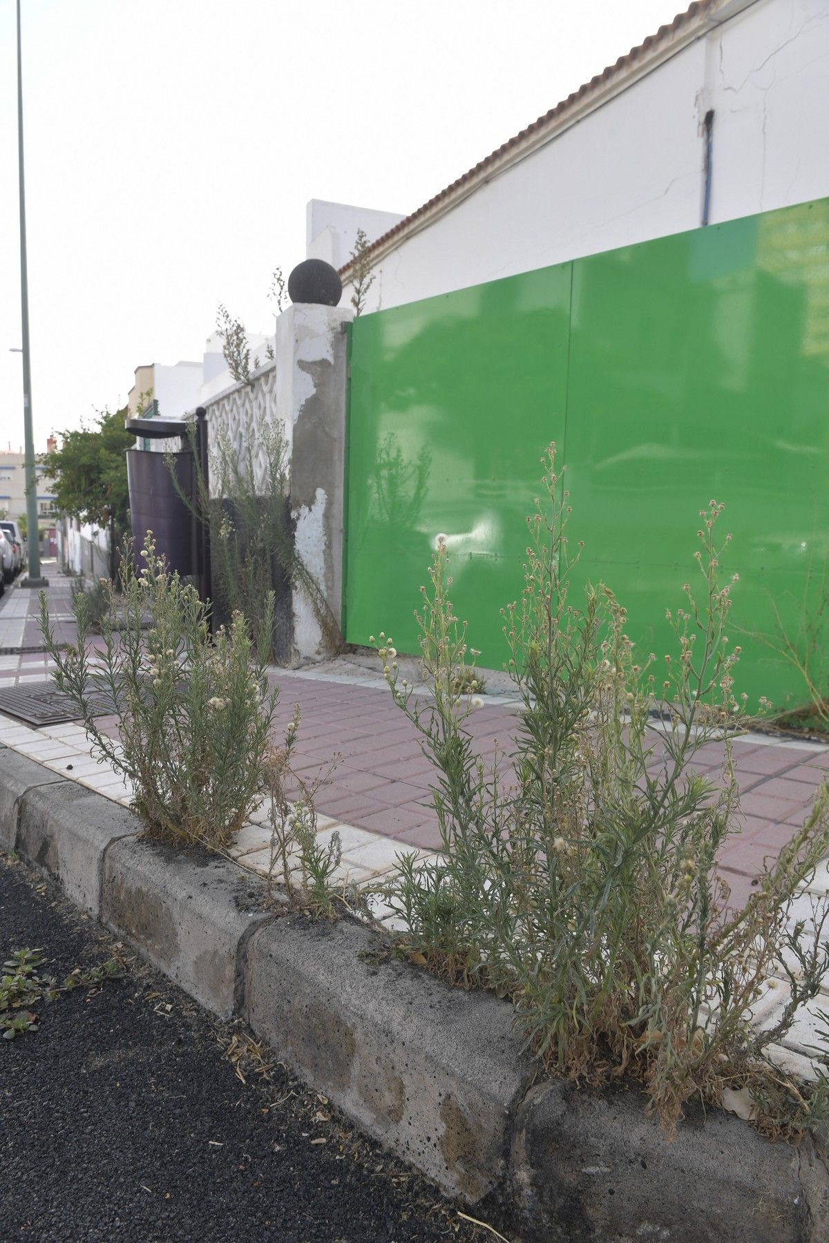 Hierbas en aceras de las calles de Escaleritas