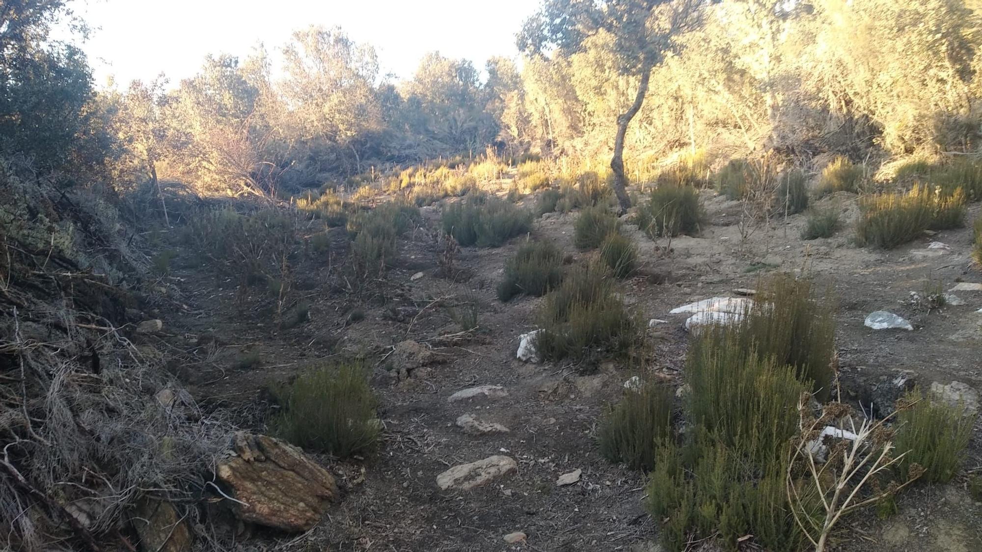 GALERÍA | Así era la plantación "paramilitar" de marihuana hallada en Peque por los cazadores