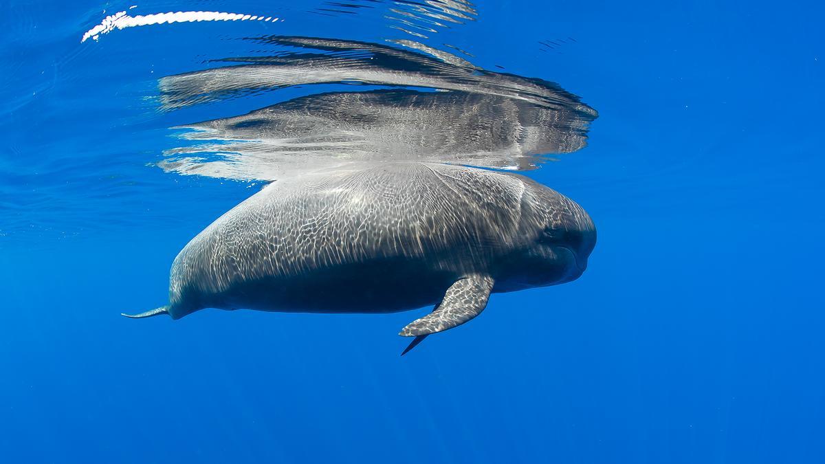 En Tenerife se pueden ver ballenas piloto, delfines mulares y calderones tropicales