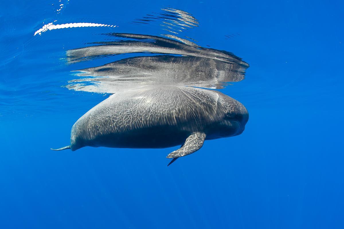 En Tenerife se pueden ver ballenas piloto, delfines mulares y calderones tropicales