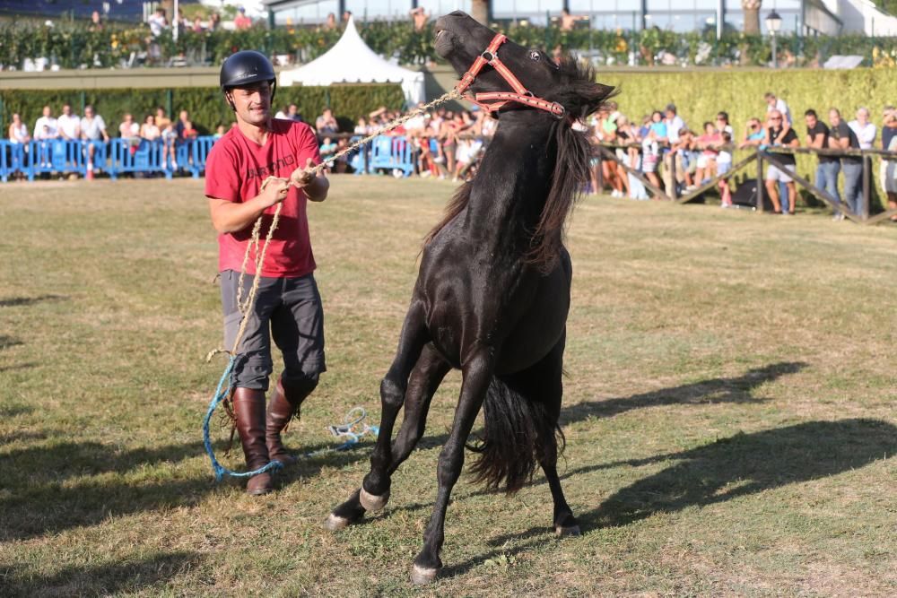 Día del Asturcón en las fiestas del Centro Asturiano