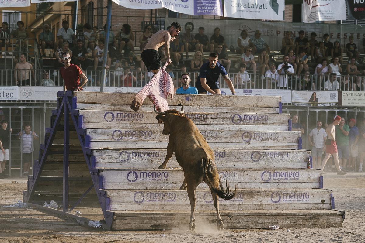 Primera participación en el concurso de les Penyes de la ganadería Hermanos Bellés